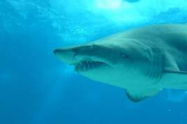 Российские туроператоры оценили спрос на туры в Египет после нападения акулы на россиянина