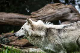 Российского экс-депутата оштрафовали за издевательство над волком во время охоты