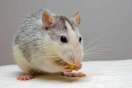 Россияне купили гречку и обнаружили в ней крысу