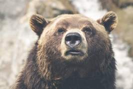 Россиянин прикормил медведя и умер после его нападения