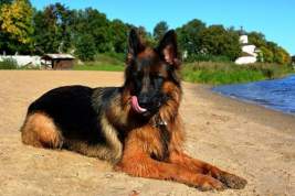 С собаками можно будет отдыхать на российских пляжах
