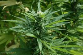 Сенат Канады выступил «за» легализацию марихуаны в стране