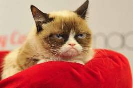 Сердитая кошка из интернета выиграла суд и получила 710 тысяч долларов
