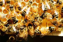 Сеть Wi-Fi оказывает негативное влияние на пчел