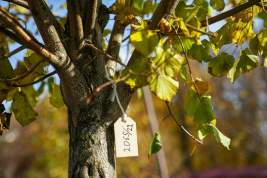 Собянин: Участники проекта «Наше дерево» высадили около 23 тыс деревьев