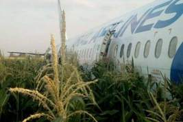 Спустя год после аварийной посадки А321 в кукурузном поле птицы по-прежнему представляют опасность для самолётов