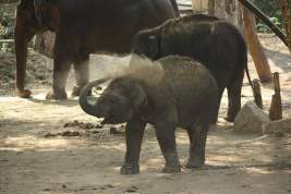 Стартует конкурс имен для трех слонят «Уголка дедушки Дурова»