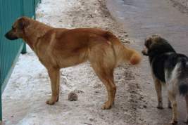 Стая бродячих собак набросилась на девочку в Нижнем Тагиле