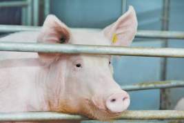 Свинья может стать донором сердца для человека