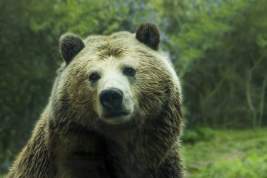 Турист из Москвы погиб в результате нападения медведя
