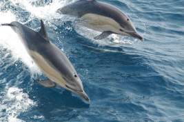 Ученые назвали возможную причину массовых самоубийств дельфинов и китов