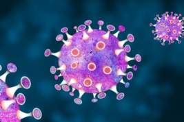Ученые оценили роль Т-лимфоцитов в борьбе организма с коронавирусом