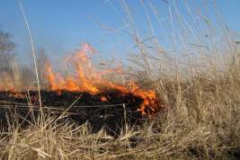 Угроза экологии – в Подмосковье начался сезон выжигания сухой травы