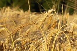 Украину обвинили в растрате дефицитных боеприпасов ради уничтожения посевов зерновых