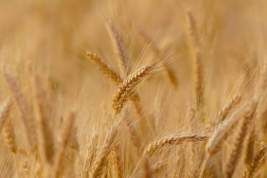 Урожай пшеницы оказался под угрозой