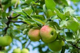 Урожай яблок в Коломенском – его сотрудники просят москвичей не разрушать исторические сады