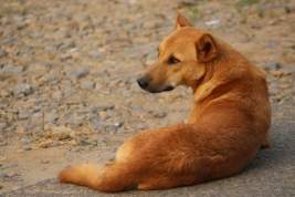 В Башкирии «ветеринарные поезда» начали оказывать услуги медицинской помощи животным