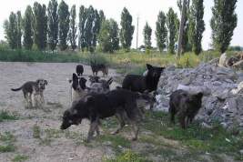 В Брянске бездомные собаки растерзали двух женщин в одном и том же месте