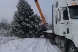 В Челябинской области елку для города Миньяр без разрешения срубили с участка местной жительницы