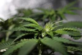 В Давосе принялись ловить инвесторов на марихуану