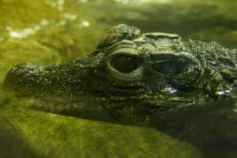 В Германии рыбаки сообщили о крокодиле в реке Унструт