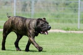 В Госдуме хотят обязать получать лицензию на содержание потенциально опасных пород собак