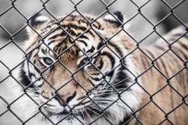 В Госдуму внесён законопроект о запрете использовать животных в цирках