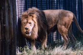 В Италии поймали сбежавшего из цирка льва