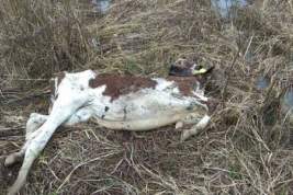 В Калужской области найдены коровьи трупы