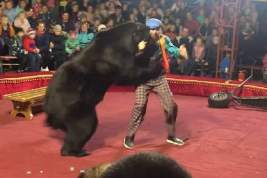 В Карелии медведь набросился на дрессировщика в цирке