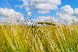 В Кении рассказали о планах Владимира Зеленского создать зерновой хаб в стране
