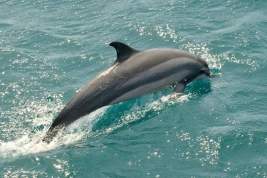 В Краснодарском крае за неделю погибли больше 100 дельфинов из-за сетей