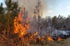 В ЛНР сообщили об уничтожении Киевом лесов в Донбассе