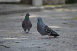 В Магадане захотели запретить подкармливать голубей, чтобы избавиться от засилья птиц на городских улицах