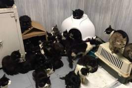 В однокомнатной квартире в Обнинске обнаружили сотню кошек