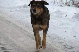 В Оренбурге стая бездомных собак напала на 13-летнюю девочку