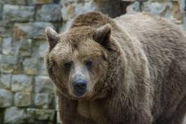 В Пензенской области медведь растерзал соседа своих хозяев