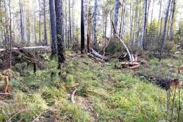 В Приангарье под суд пойдёт группа нелегальных лесозаготовителей