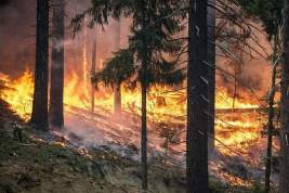 В Росгидромете предупредили об ухудшении ситуации с лесными пожарами
