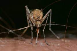 В Роспотребнадзоре оценили риск заражения коронавирусом от комаров