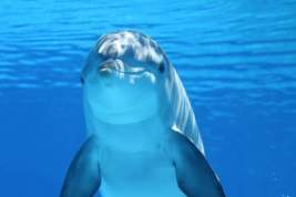 В Росприроднадзоре оценили шансы на спасение выброшенных в море дельфинов