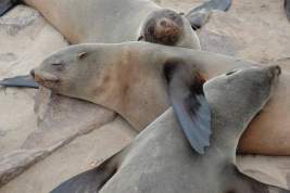 В Росприроднадзоре озвучили вероятную причину массовой гибели тюленей в Дагестане