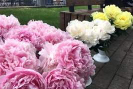 В России начинается сезон уличной продажи цветов