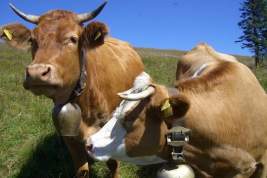 В России не исключили дефицита молочной продукции из-за сокращения поголовья коров