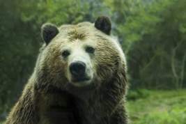 В России тестируют систему для распознавания диких животных