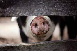 В российский регион пришла африканская чума свиней