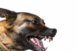 В российском городе домашняя собака вцепилась в горло ребёнку