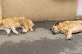 В российском городе обнаружили тело с ранами от укусов собак