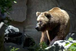 В Ташкенте женщина бросила трёхлетнюю дочь в вольер к медведю