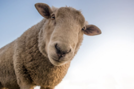 В Туве власти вручили семьям мобилизованных по одной овце